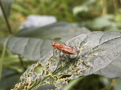 Sciomyzoidea