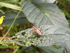 Sciomyzoidea
