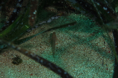 Gobius fallax