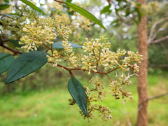 Pomaderris discolor