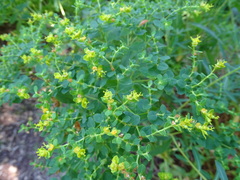 Euphorbia ceratocarpa