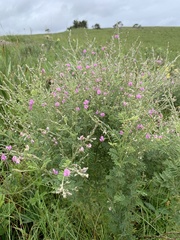 Tephrosia polystachya