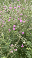 Tephrosia polystachya