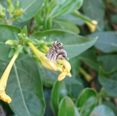 Cacyreus marshalli