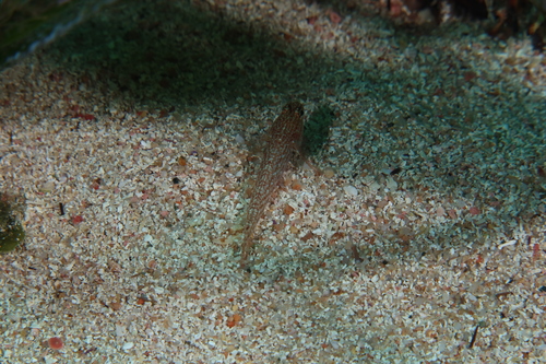 Sarato's Goby