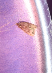 Phaecasiophora confixana