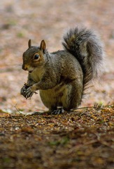 Sciurus carolinensis