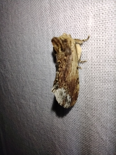 chochlatka brekyňová (Ptilodon cucullina)