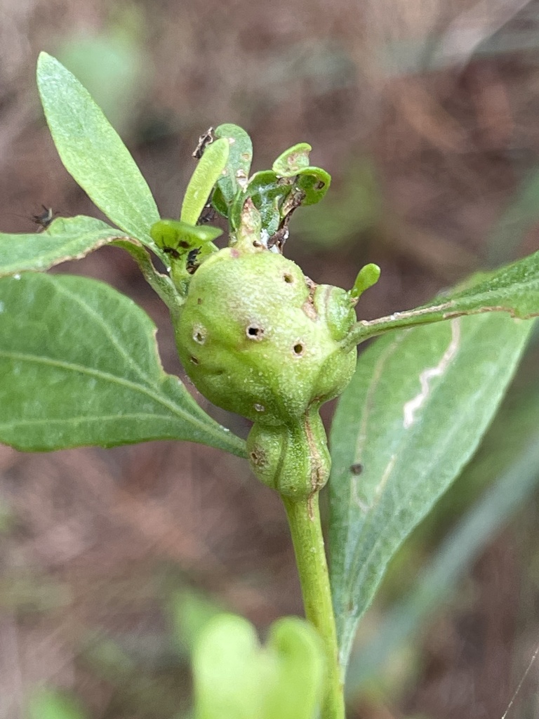 Neolasioptera lathami