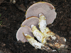Austroboletus mutabilis