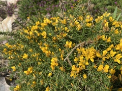 Ulex gallii