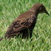 photo of European Starling (Sturnus vulgaris)