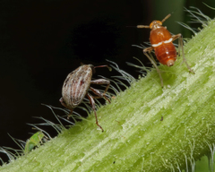 Pissonotus binotatus