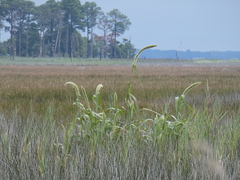 Setaria magna