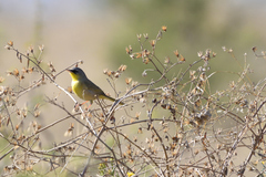 Geothlypis poliocephala