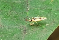 Hyaliodes