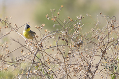 Geothlypis poliocephala