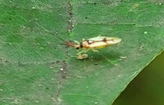 Hyaliodes