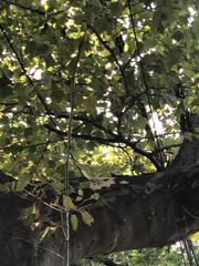 Platanus occidentalis