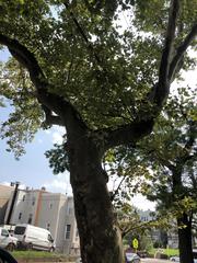 Platanus occidentalis