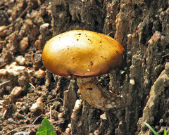 Austroboletus mutabilis