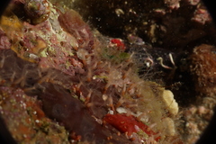 Clavularia crassa