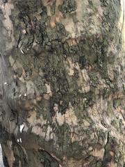 Platanus occidentalis