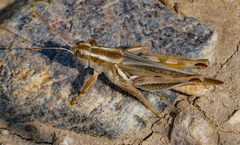 Melanoplus packardii