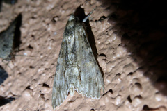 Melipotis acontioides