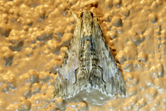 Melipotis acontioides