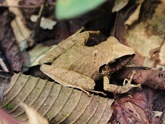 Pristimantis reichlei