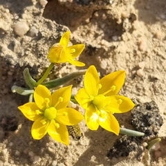 Ornithogalum rupestre