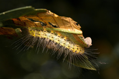 Lepidoptera