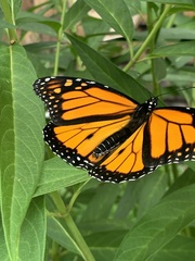 Danaus plexippus