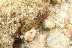 Lepadogaster lepadogaster