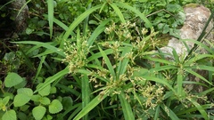 Cyperus albostriatus