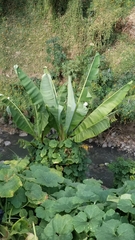 Ensete