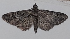 Gymnoscelis rufifasciata