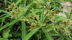 Cyperus albostriatus