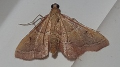 Endotricha flammealis