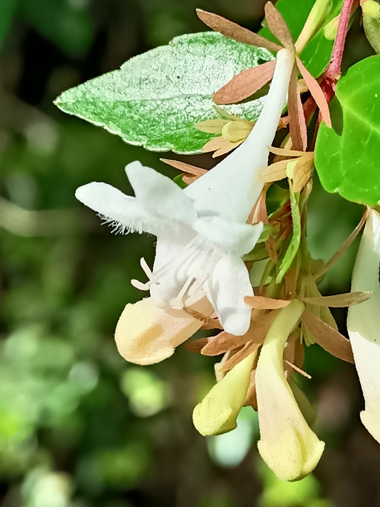 Abelia × grandiflora