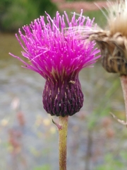 Cirsium tuberosum