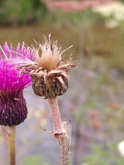 Cirsium tuberosum