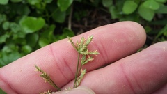 Cyperus albostriatus