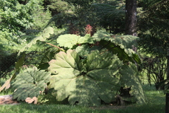 Gunnera mexicana