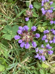 Prunella vulgaris