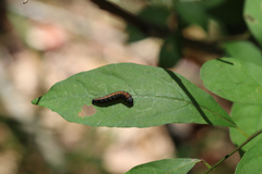 Omphalocera munroei