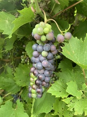 Vitis