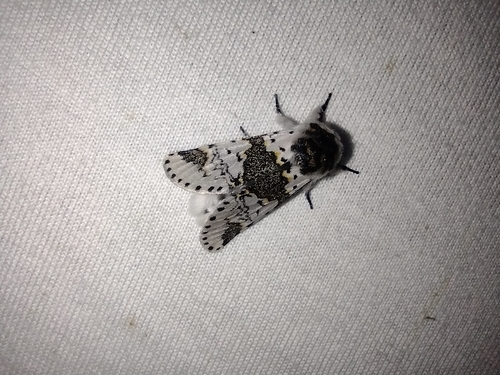 hranostajník brezový (Furcula bicuspis)