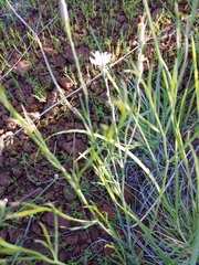 Stephanomeria tenuifolia